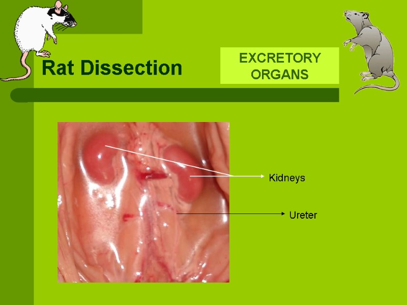 Rat Dissection EXCRETORY ORGANS  Kidneys Ureter